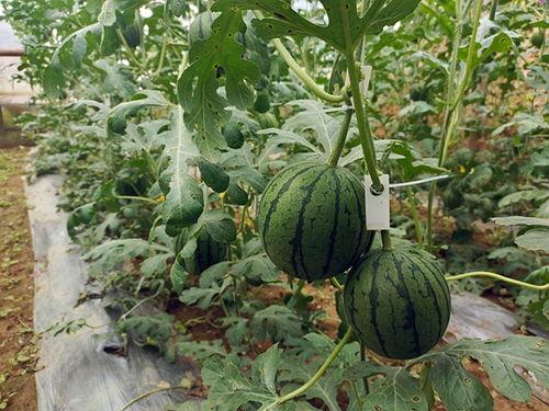 五一网吃瓜网,揭秘五一假期热门事件背后的真相