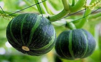 吃牛角瓜爆火的网红,网红美食引领潮流新风尚