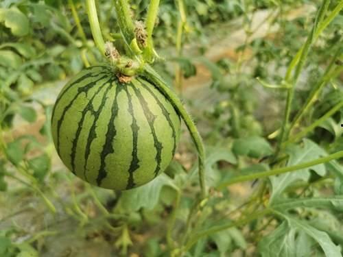 杭州网红打架吃瓜