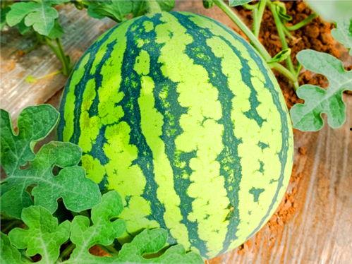 zztt25su吃瓜网,带你领略网络八卦的魅力