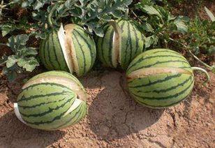 zztt25su吃瓜网,带你领略网络八卦的魅力