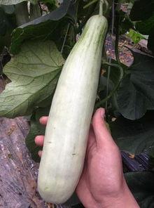 网红吃餐具的瓜,惊险一幕引网友热议