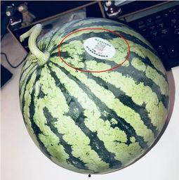 网红吃餐具的瓜,惊险一幕引网友热议