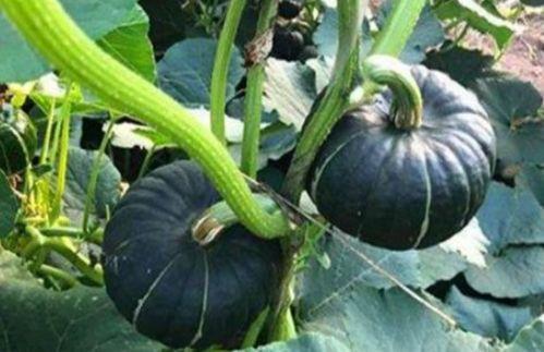 早期网红吃瓜事件,网络舆论的狂欢与反思