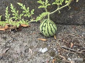 山东一个网红吃瓜是谁啊