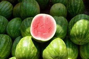 吃瓜网图片像是瓜,吃瓜网图片瓜样横生，趣味十足