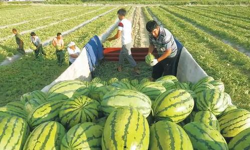 吃瓜网图片像是瓜,吃瓜网图片瓜样横生，趣味十足