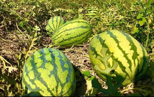 网红维密圈吃瓜,揭秘网红们的幕后故事