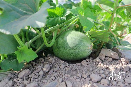 吃瓜吃大瓜网最新链接