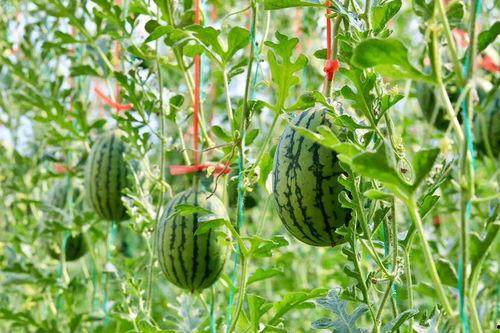 多人吃瓜网,多人吃瓜网背后的故事与真相