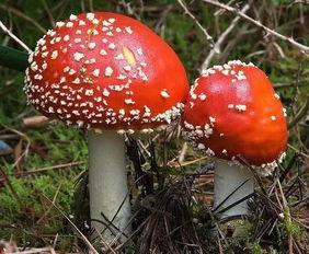 蘑菇吃瓜网黑料lisa,LISA黑料事件背后的真相