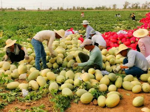 新疆吃瓜网红是谁呀,她是如何成为网络红人的？
