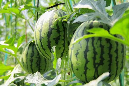 安庆吃瓜群众免费吃瓜网,畅享夏日清凉，尽在指尖一触