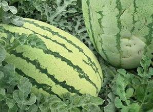 安庆吃瓜群众免费吃瓜网,畅享夏日清凉，尽在指尖一触