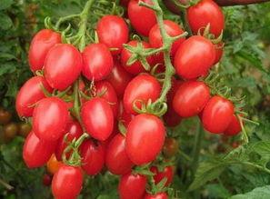 快手网红圣女果吃瓜,揭秘快手美食背后的故事