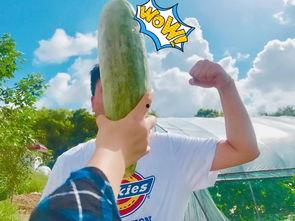 网红被吃瓜,揭秘网络舆论背后的真相