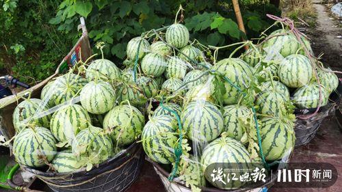 临沂吃瓜网红是谁啊视频,视频走红背后的故事