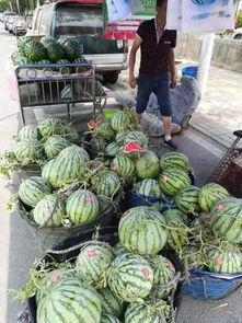 青岛的网红吃瓜事件,揭秘网络舆论的风暴与真相