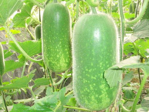 吃瓜q码网红,揭秘网络红人的幕后生活