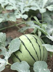 外国网红吃瓜,揭秘吃瓜界的狂欢盛宴！