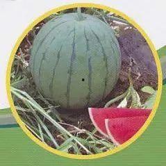 康乐的网红吃瓜事件,揭秘网络舆论背后的真相与争议