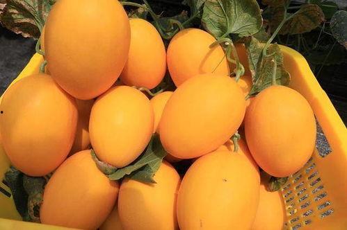 吃瓜逛街的网红