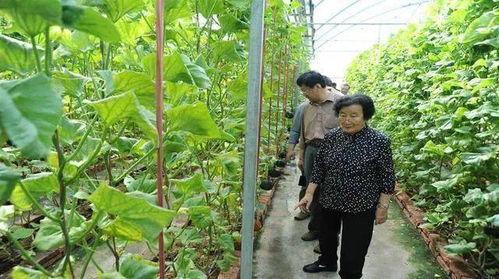 网红驯鹿吃瓜是真的吗还是假的,真相揭秘，是炒作还是真实事件？