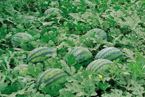 永康网红吃瓜群微信号,揭秘幕后故事，带你领略网络红人的真实生活