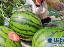 滑县吃瓜网最新消息,最新热点事件大揭秘！