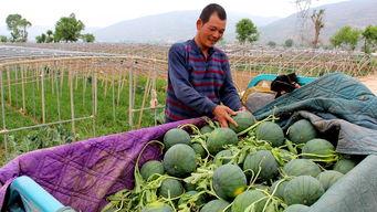 吃瓜群众网入口下载地址,下载入口大公开，畅享海量资讯一网打尽