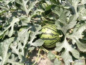 吃瓜网红有哪些名字好听,盘点那些名字好听、人气爆棚的吃瓜网红