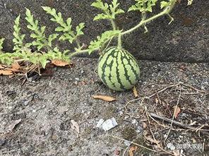 山东一个网红吃瓜事件,揭秘网络舆论的风暴与真相