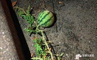 山东一个网红吃瓜事件,揭秘网络舆论的风暴与真相