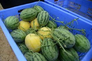 网红吃瓜群为什么没了,揭秘背后原因