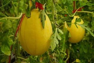 网红吃瓜群为什么没了,揭秘背后原因