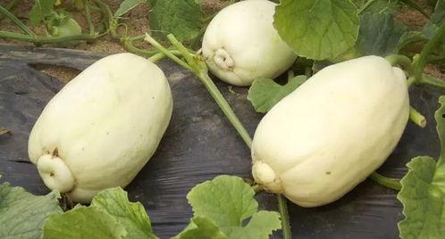 潍坊吃瓜网红事件,揭秘网络舆论的风暴与真相