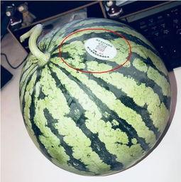 郯城网红吃瓜,揭秘当地美食背后的故事