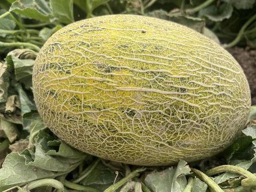 吃瓜天堂新瓜优品吃瓜网,揭秘吃瓜网热门话题背后的真相