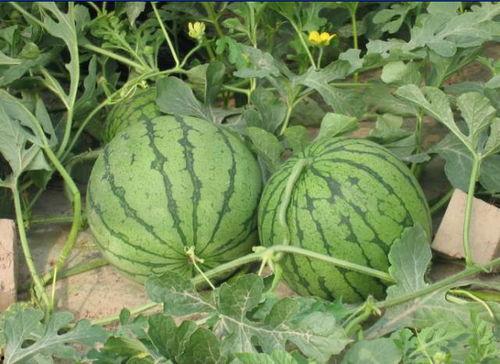 东港网红吃瓜事件