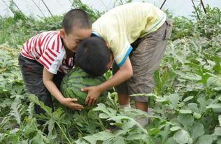 伊犁网红吃瓜事件视频